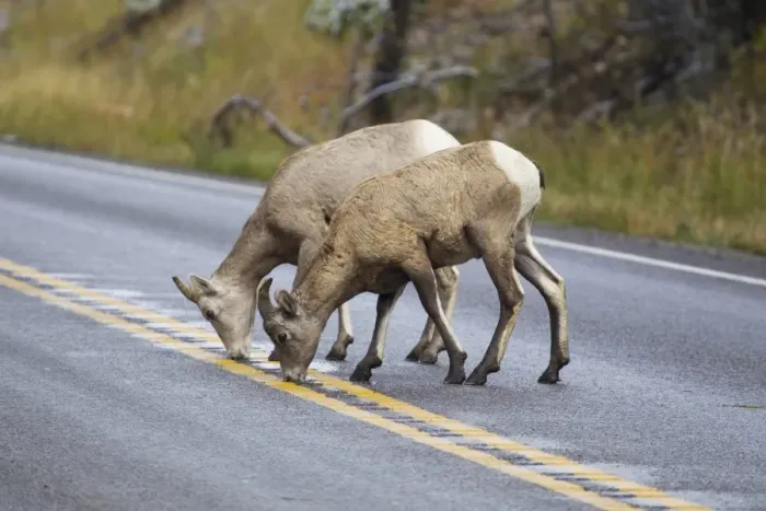 Framed Print : Bighorn Sheep (Ovis canadensis canadensis) adult female and juvenile, licking salt from road, Montana, U. S. A. October Framed Print : Bighorn Sheep (Ovis canadensis canadensis) adult female and juvenile, licking salt from road, Montana, U. S. A. October