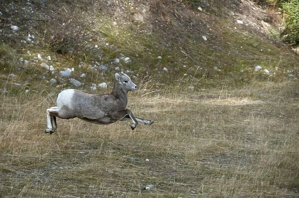 Bighorn Sheep (Ovis canadensis) young, running and leaping, Banff N. P. Alberta, Canada, october
