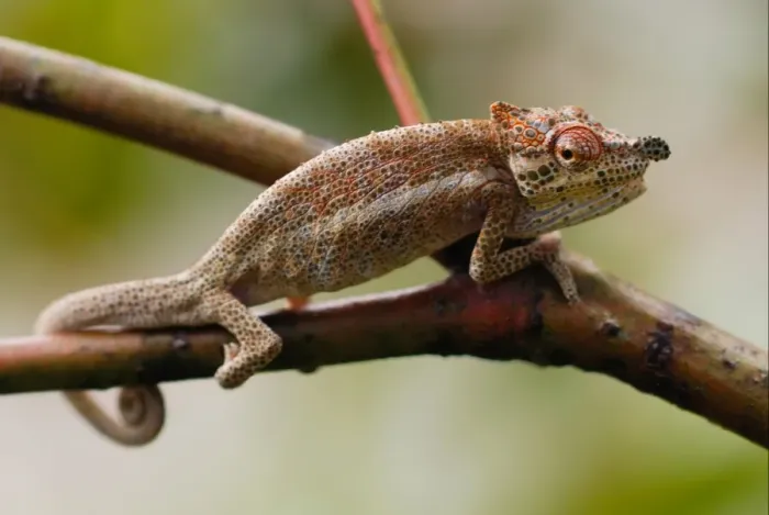 Framed Print : Bignose Chameleon (Calumma nasuta) adult male, displaying on branch in rainforest, Ranomafana N. P. Eastern Madagascar, august Framed Print : Bignose Chameleon (Calumma nasuta) adult male, displaying on branch in rainforest, Ranomafana N. P. Eastern Madagascar, august