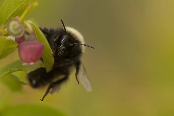 Bilberry Bumblebee (Bombus monticola) adult female, on flowering bilberry, Peak District, Derbyshire, England, april