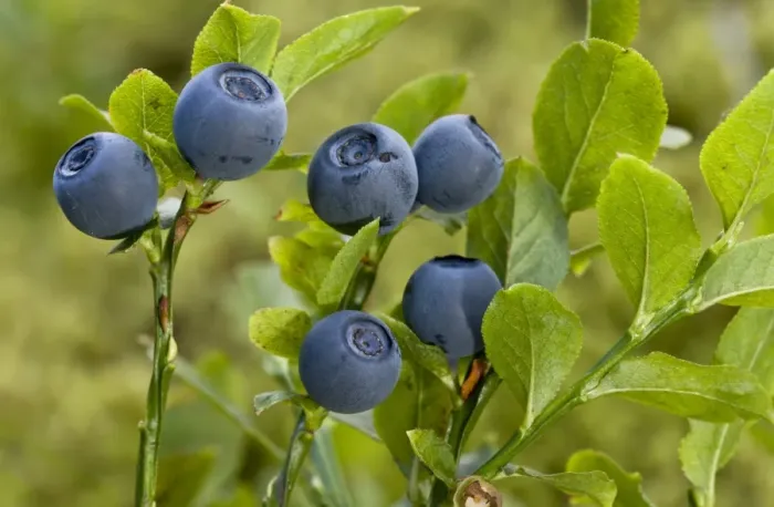 Framed Print : Bilberry (Vaccinium myrtillus) close-up of berries, July Framed Print : Bilberry (Vaccinium myrtillus) close-up of berries, July