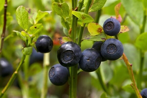 Bilberry (Vaccinium myrtillus) close-up of ripe fruits, growing on bush, Powys, Wales, August