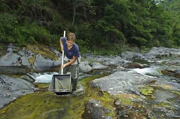 Biologist working determinate index of water quality by studying aquatic animal life in stream, Italy
