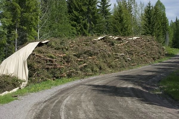 Biomass crop, felled conifer trees used as bio-energy, Sweden, may