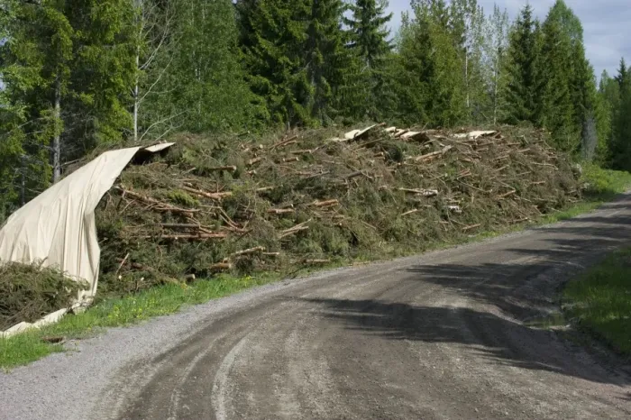 Framed Print : Biomass crop, felled conifer trees used as bio-energy, Sweden, may Framed Print : Biomass crop, felled conifer trees used as bio-energy, Sweden, may