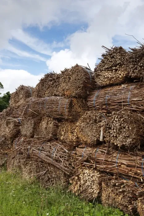 Framed Print : Biomass crop, stack of willow bundles after being harvested for bio-fuel, Cumbria, England, August Framed Print : Biomass crop, stack of willow bundles after being harvested for bio-fuel, Cumbria, England, August