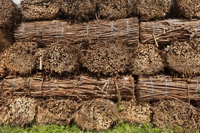 Framed Print : Biomass crop, stack of willow bundles after being harvested for bio-fuel, Cumbria, England, August Framed Print : Biomass crop, stack of willow bundles after being harvested for bio-fuel, Cumbria, England, August