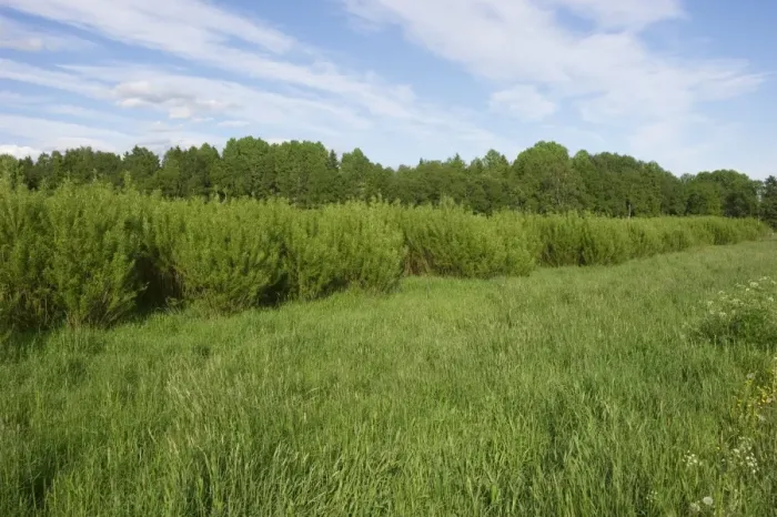Framed Print : Biomass crop, Willow (Salix sp. ) coppice, Sweden, june Framed Print : Biomass crop, Willow (Salix sp. ) coppice, Sweden, june
