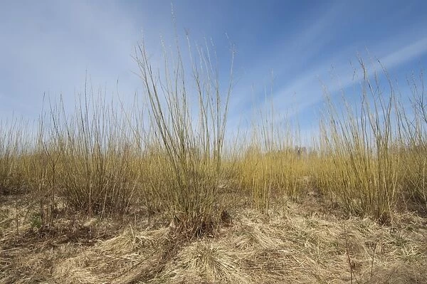 Biomass crop, Willow (Salix sp. ) coppice, Vastergotland, Sweden, spring