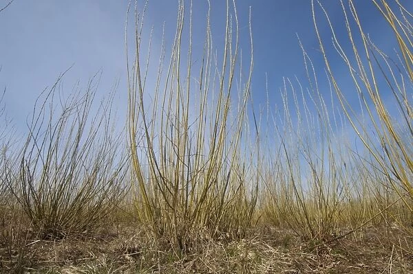 Biomass crop, Willow (Salix sp. ) coppice, Vastergotland, Sweden, spring