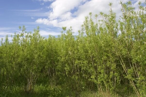 Biomass crop, Willow (Salix sp. ) coppice, Sweden, june