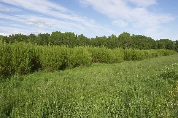 Biomass crop, Willow (Salix sp. ) coppice, Sweden, june