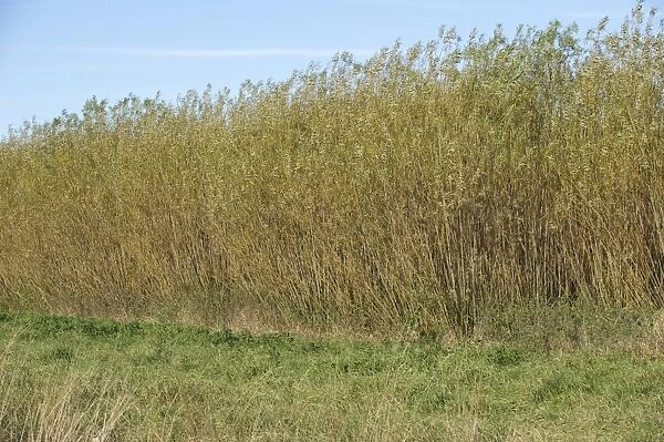 Biomass crop, Willow (Salix sp. ) coppice, Sweden, october