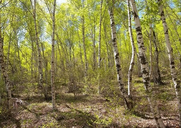 Birch forest habitat on mountainside, Zushan Forest Park, Qinhuangdao, China, may