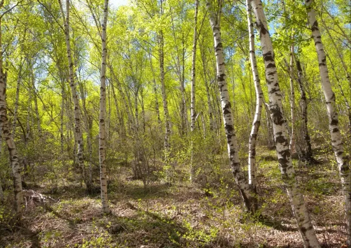 Framed Print : Birch forest habitat on mountainside, Zushan Forest Park, Qinhuangdao, China, may Framed Print : Birch forest habitat on mountainside, Zushan Forest Park, Qinhuangdao, China, may