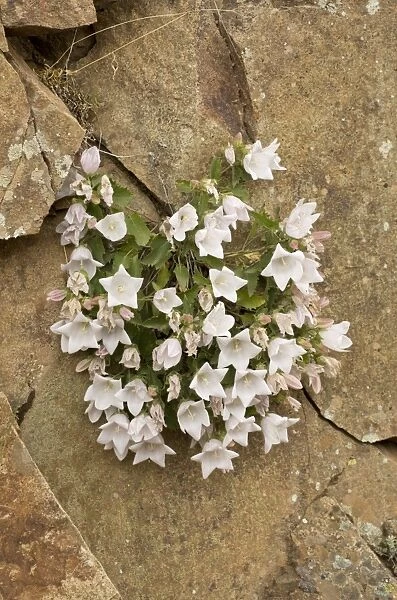 Birch-leaved Bellflower (Campanula betulifolia) flowering, growing on rocks, Coruh Valley, Pontic Mountains, Anatolia