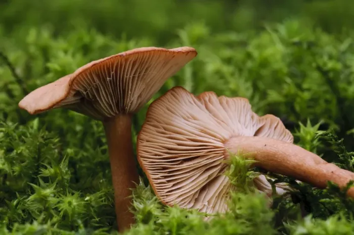 Framed Print : Birch Milkcap (Lactarius tabidus) fruiting bodies, growing in moss on banks of freshwater loch, Loch Ruthven Framed Print : Birch Milkcap (Lactarius tabidus) fruiting bodies, growing in moss on banks of freshwater loch, Loch Ruthven