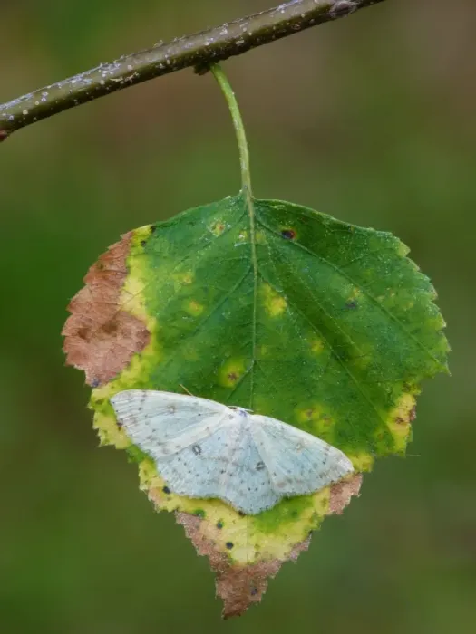 Framed Print : Birch Mocha (Cyclophora albipunctata) adult, resting on Silver Birch (Betula pendula) leaf, Cannobina Valley Framed Print : Birch Mocha (Cyclophora albipunctata) adult, resting on Silver Birch (Betula pendula) leaf, Cannobina Valley
