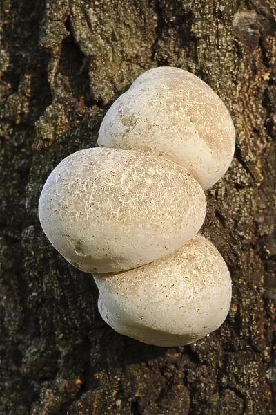 Birch Polypore (Piptoporus betulinus) young fruiting bodies, growing on oak trunk, Cannock Chase, Staffordshire