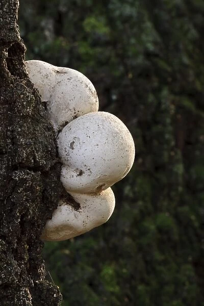 Birch Polypore (Piptoporus betulinus) young fruiting bodies, growing on oak trunk, Cannock Chase, Staffordshire