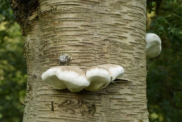 Birch Polypore (Piptoporus betulinus) fruiting bodies, growing on Silver Birch (Betula pendula)