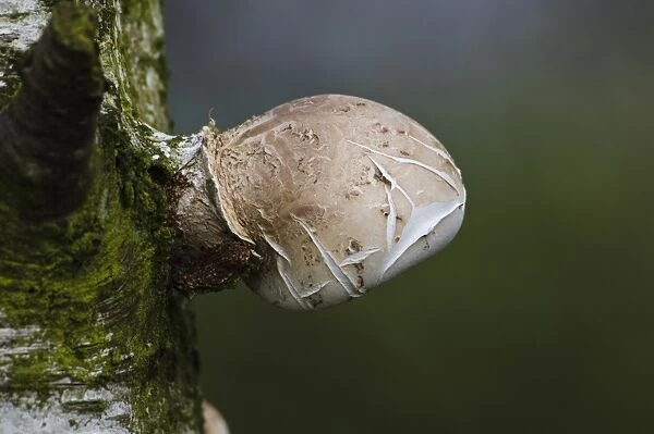 Birch Polypore (Piptoporus betulinus) young fruiting body, sprouting from birch trunk, Fairburn Ings RSPB Reserve