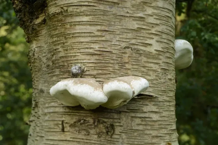 Framed Print : Birch Polypore (Piptoporus betulinus) fruiting bodies, growing on Silver Birch (Betula pendula)