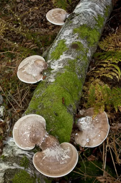 Framed Print : Birch Polypore (Piptoporus betulinus) fruiting bodies, growing on birch log, New Forest, Hampshire, England, september Framed Print : Birch Polypore (Piptoporus betulinus) fruiting bodies, growing on birch log, New Forest, Hampshire, England, september