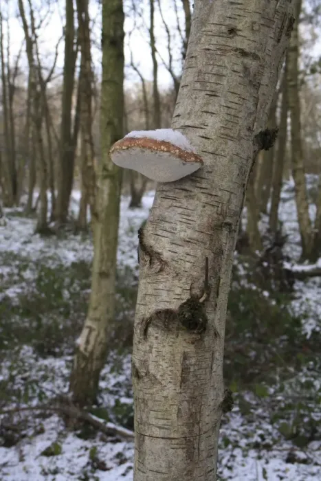 Framed Print : Birch Polypore (Piptoporus betulinus) fruiting body, growing on Silver Birch (Betula pendula) trunk Framed Print : Birch Polypore (Piptoporus betulinus) fruiting body, growing on Silver Birch (Betula pendula) trunk