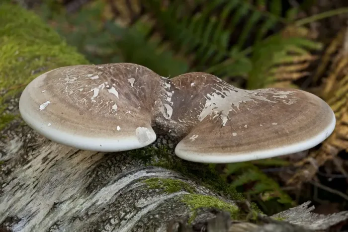 Framed Print : Birch Polypore (Piptoporus betulinus) fruiting body, growing on birch log, New Forest, Hampshire, England, september Framed Print : Birch Polypore (Piptoporus betulinus) fruiting body, growing on birch log, New Forest, Hampshire, England, september