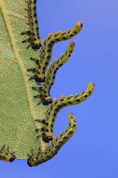 Birch Sawfly (Croesus septentrionalis) larvae, in defensive posture, feeding on birch leaf, Powys, Wales, September