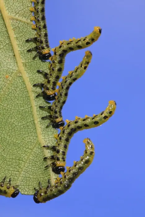 Framed Print : Birch Sawfly (Croesus septentrionalis) larvae, in defensive posture, feeding on birch leaf, Powys, Wales, September Framed Print : Birch Sawfly (Croesus septentrionalis) larvae, in defensive posture, feeding on birch leaf, Powys, Wales, September