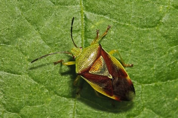 Birch Shieldbug (Elasmostethus interstinctus) adult, walking across leaf in garden, Bexleyheath, Kent, England, August