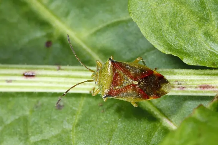 Framed Print : Birch Shieldbug (Elasmostethus interstinctus) adult, resting on stem, Powys, Wales, May Framed Print : Birch Shieldbug (Elasmostethus interstinctus) adult, resting on stem, Powys, Wales, May