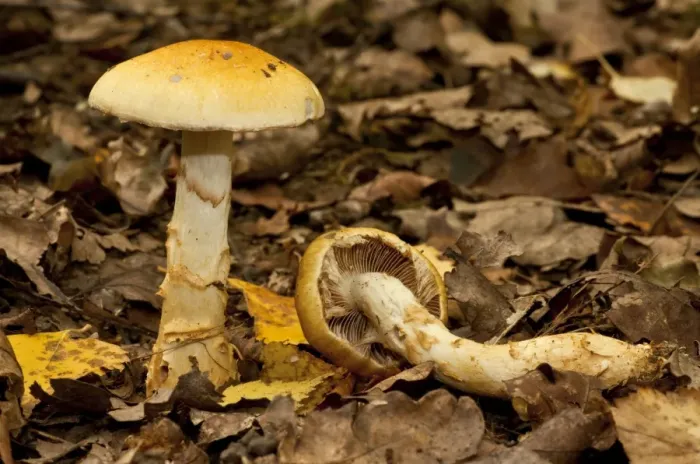 Framed Print : Birch Webcap (Cortinarius triumphans) fruiting bodies, growing under birch trees in woodland Framed Print : Birch Webcap (Cortinarius triumphans) fruiting bodies, growing under birch trees in woodland