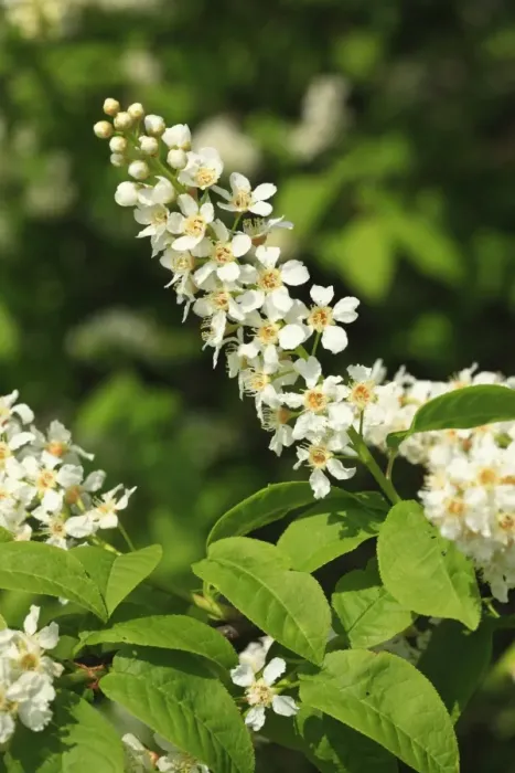 Framed Print : Bird Cherry (Prunus padus) close-up of flowers, Powys, Wales, april Framed Print : Bird Cherry (Prunus padus) close-up of flowers, Powys, Wales, april
