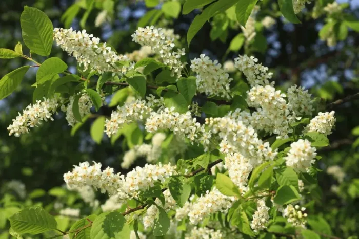 Framed Print : Bird Cherry (Prunus padus) close-up of flowers, Powys, Wales, april