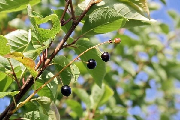 Bird Cherry (Prunus padus) close-up of ripe fruit, growing in woodland, Vicarage Plantation, Mendlesham, Suffolk