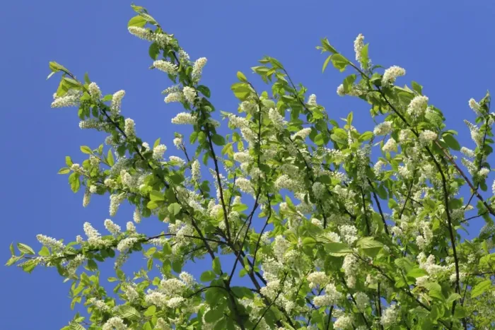 Framed Print : Bird Cherry (Prunus padus) flowering, Powys, Wales, april