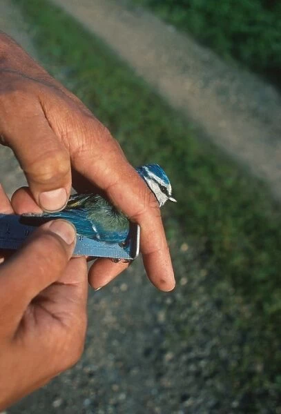 Bird conservation, measuring length of Blue Tit (Parus caeruleus) wing, Rye Meads RSPB Reserve, Hertfordshire, England