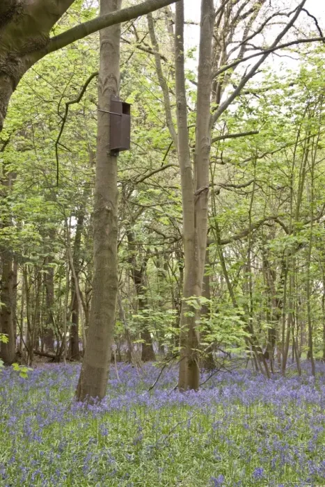 Framed Print : A bird nesting box in woodland setting, most suitable for birds of prey like owls or Kestrels