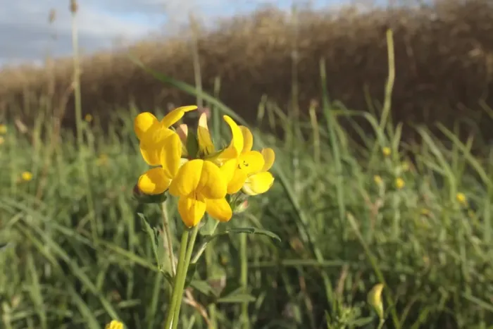 Framed Print : Bird s-foot Trefoil (Lotus corniculatus) flowering, growing in headland set-a-side strip beside arable field, Bacton