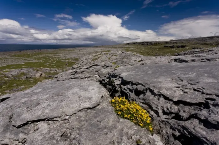 Framed Print : Bird s-foot Trefoil (Lotus corniculatus) flowering, growing on coastal limestone pavement habitat, Poulsallagh Framed Print : Bird s-foot Trefoil (Lotus corniculatus) flowering, growing on coastal limestone pavement habitat, Poulsallagh