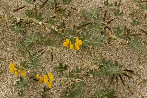 Bird s-foot Trefoil (Lotus cytisoides) flowering, growing on sandy beach, Sardinia, Italy, April