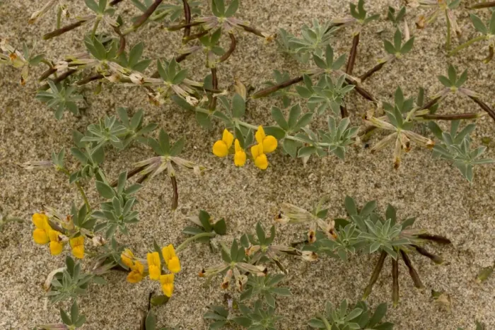 Framed Print : Bird s-foot Trefoil (Lotus cytisoides) flowering, growing on sandy beach, Sardinia, Italy, April Framed Print : Bird s-foot Trefoil (Lotus cytisoides) flowering, growing on sandy beach, Sardinia, Italy, April