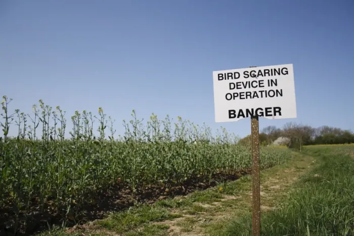 Framed Print : Bird Scaring Device in Operation, Banger sign, warning of gas-gun gas powered bird scarer Framed Print : Bird Scaring Device in Operation, Banger sign, warning of gas-gun gas powered bird scarer