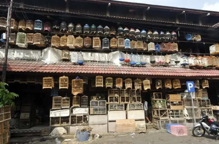 Framed Print : Birds in cages for sale at market, Pramuka Bird Market, Jakarta, Java, Indonesia, march Framed Print : Birds in cages for sale at market, Pramuka Bird Market, Jakarta, Java, Indonesia, march