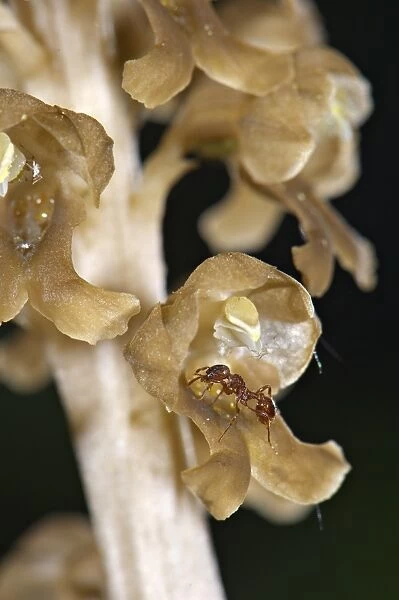 Bird's Nest Orchid (Neottia nidus-avis) close-up of flowers, with ant pollinator on flower, Italy, june