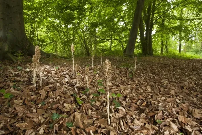 Framed Print : Birds Nest Orchid (Neottia nidus-avis) flowering, growing amongst leaf litter in deciduous woodland habitat, Holt Framed Print : Birds Nest Orchid (Neottia nidus-avis) flowering, growing amongst leaf litter in deciduous woodland habitat, Holt