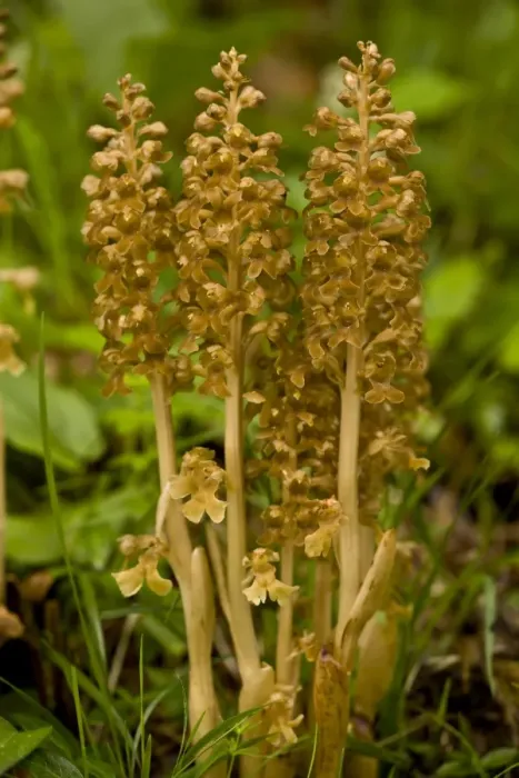 Framed Print : Bird's Nest Orchid (Neottia nidus-avis) flowering, growing in beech woodland, Slovenia, june Framed Print : Bird's Nest Orchid (Neottia nidus-avis) flowering, growing in beech woodland, Slovenia, june